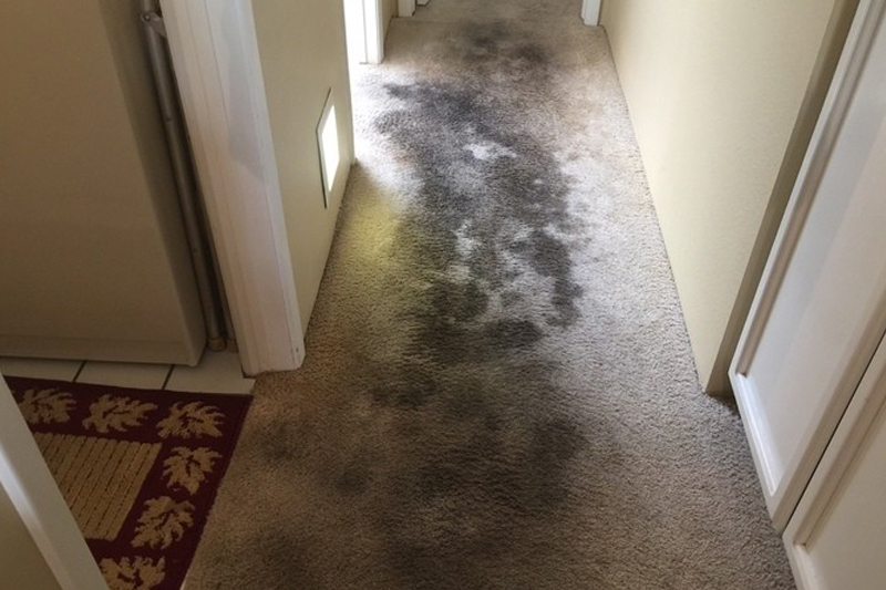 Fantastic Carpet Cleaning Results in Paradise NV